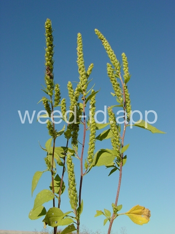 marshelder, annual